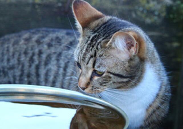 猫咪为什么就喜欢喝脏水呢