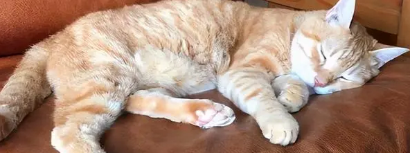 猫鼻子干嗜睡不吃东西没有精神 猫鼻子干嗜睡不吃东西没有精神