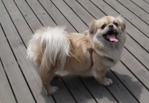 西藏猎犬鼻子干是怎么回事?来瞧一瞧吧 西藏猎犬鼻子干是怎么回事?来瞧一瞧吧