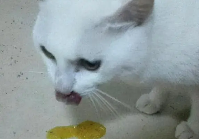 猫吐黄水带沫是怎么回事 猫吐黄水带沫是怎么回事