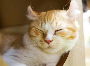 猫睡觉为什么会睁眼睛的原因 猫睡觉为什么会睁眼睛的原因