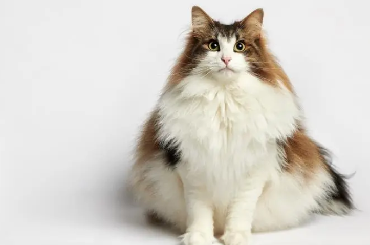 挪威森林猫血尿怎么办？答案在这里！