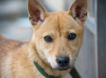 中华田园犬犬智商排第几名，看这里~