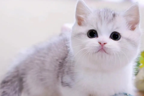矮脚猫容易得心脏病吗？小编来给你说说！