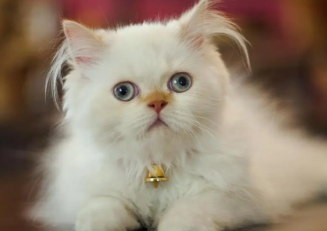 家猫携带病毒吗