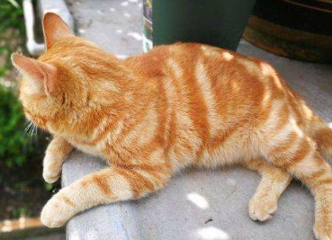 养土猫的人真讨厌