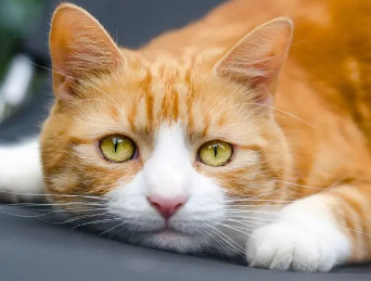 猫咪眼睛为什么有点黄色 猫咪眼睛为什么有点黄色