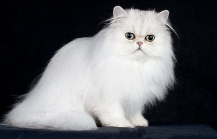 加菲猫和波斯猫长相区别？怎么区分它们呢？