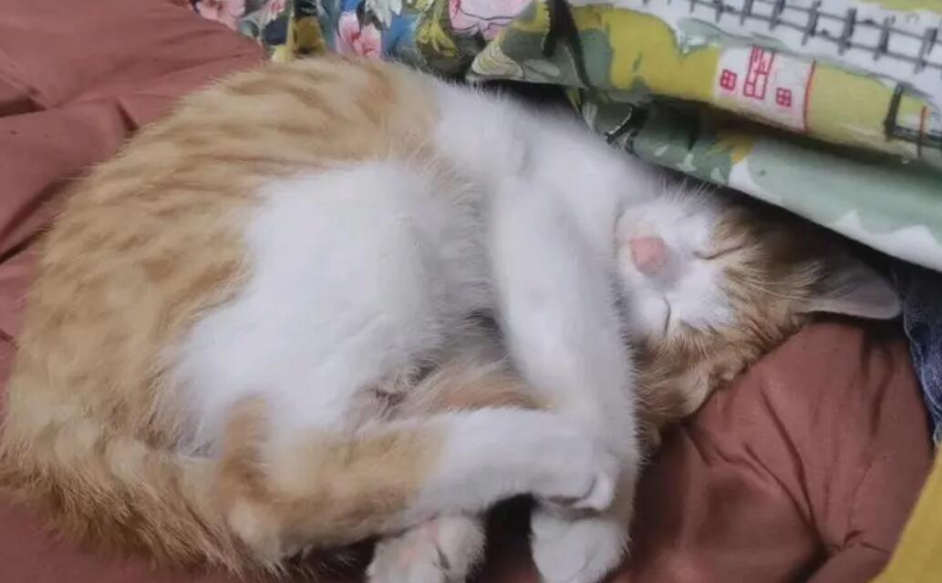猫咪为什么老抓尾巴睡觉呢 猫咪为什么老抓尾巴睡觉呢