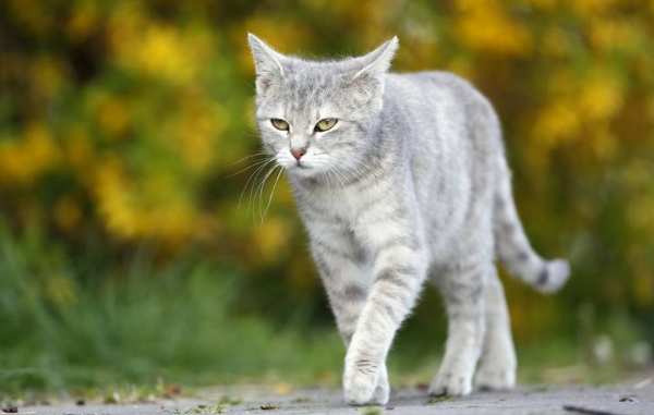 猫咪走路晃是因为什么 猫咪走路晃是因为什么