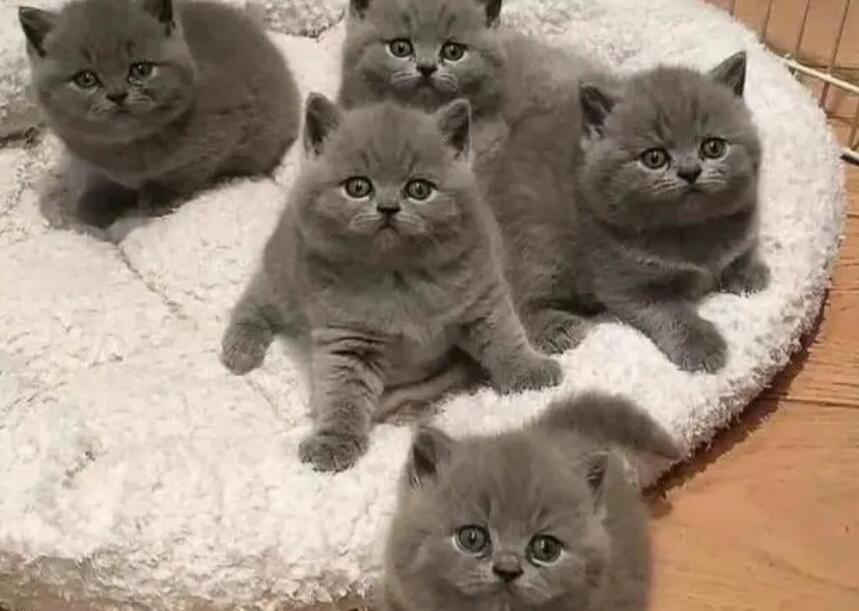 蓝猫生小猫需要接生吗?看这里! 蓝猫生小猫需要接生吗?看这里!