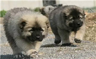 怎么辨别高加索幼犬