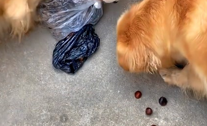 金毛能吃煮熟的板栗吗?具体看这里! 金毛能吃煮熟的板栗吗?具体看这里!