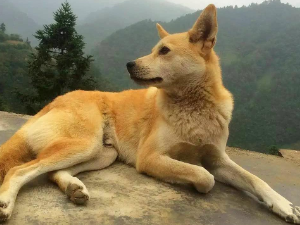 适合家养的本土狗,一文有答案! 适合家养的本土狗,一文有答案!