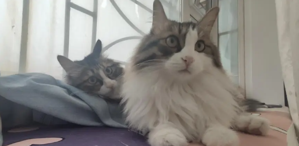 长毛狸花猫和缅因猫幼猫的区别对比
