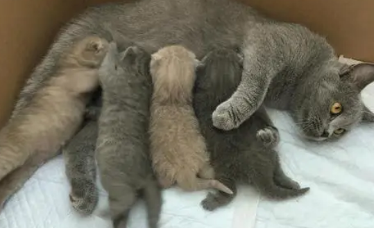 蓝猫怀宝宝多久可以生?此文帮你解答 蓝猫怀宝宝多久可以生?此文帮你解答
