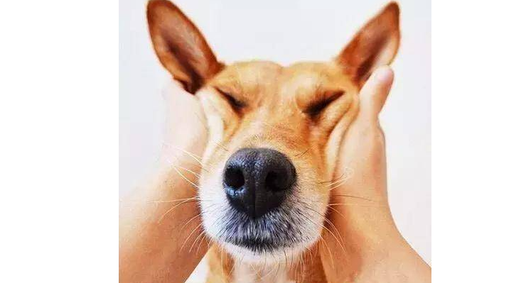 为什么狗狗下巴长胡子了