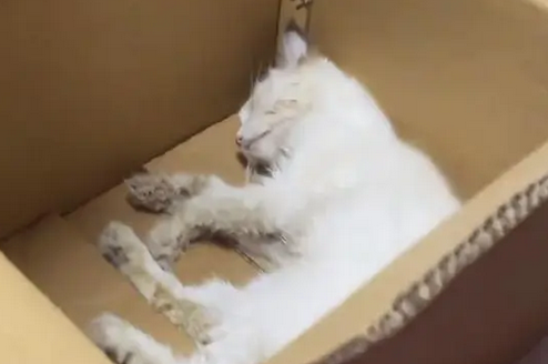 布偶猫却成了年轻人厌恶的对象，可怜猫咪只能带着遗憾离开
