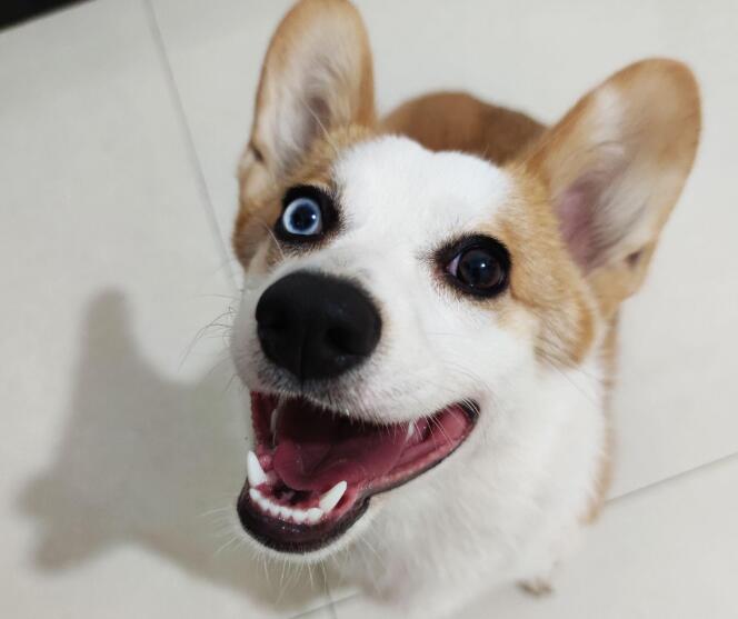 狗狗为什么异瞳了 狗狗为什么异瞳了