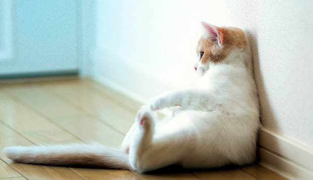 猫咪喜欢抓伤口是为什么