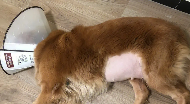狗狗子宫蓄脓初期什么症状图片