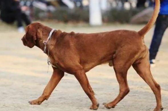 如何给红骨猎浣熊犬刷牙?刷牙的方法是? 如何给红骨猎浣熊犬刷牙?刷牙的方法是?