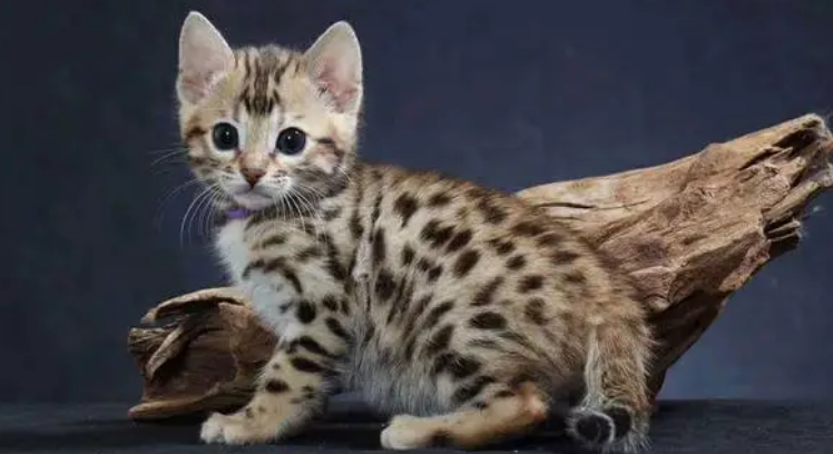 豹猫到底多可怕 豹猫到底多可怕