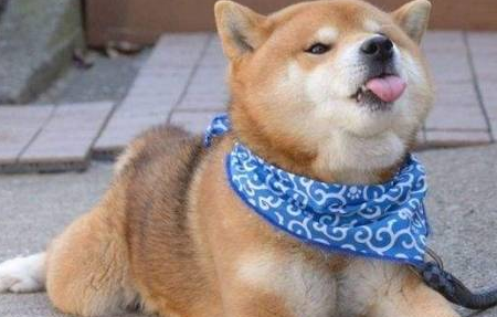 狗狗发生这几种行为,很有可能是在跟你道别 狗狗发生这几种行为,很有可能是在跟你道别