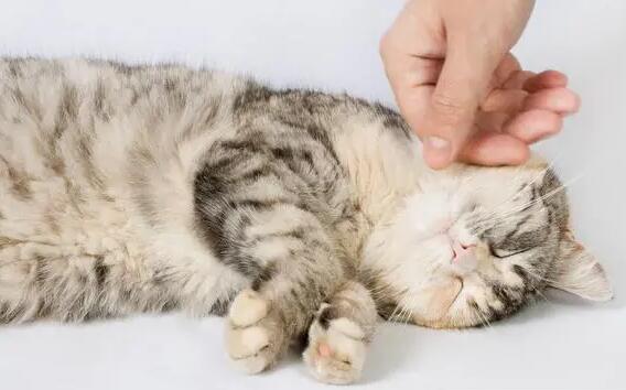 猫内驱外驱可以同一天吗 猫内驱外驱可以同一天吗