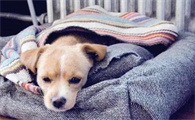 当狗狗在承受痛疼,会出现这五个主要表现,但宠主还“一概不知”