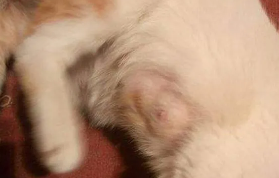 狗狗乳腺炎吃什么消炎药