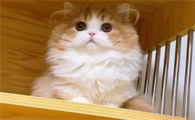 米努特矮脚猫多少钱一只