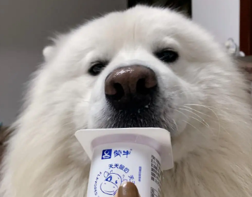 狗狗可以喝酸奶吗?为什么? 狗狗可以喝酸奶吗?为什么?