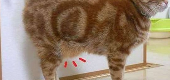 猫咪下腹部有一条状的肉