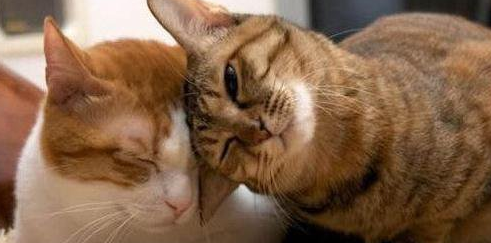 猫咪为什么嘴蹭主人脸上