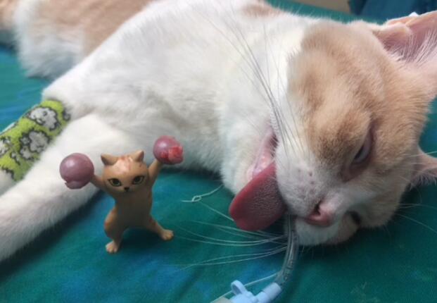 猫内脏被打坏的表现 猫内脏被打坏的表现