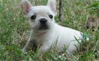 法斗幼犬怎么训练拉屎？