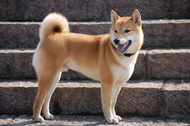 中华田园犬是什么狗？这些你知道吗？