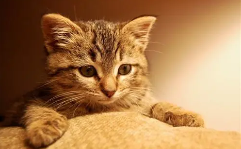 猫咪喜欢蹭手机是为什么