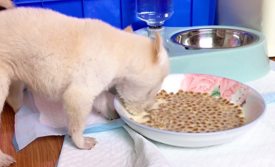 如何泡狗粮给小奶狗喂食 如何泡狗粮给小奶狗喂食