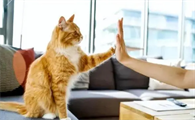 为什么越养猫运气越差