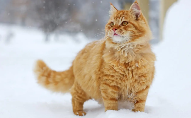 猫背上的骨头特别明显 猫背上的骨头特别明显
