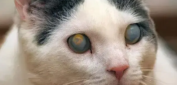 猫咪的视力为什么不好的原因