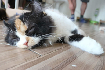 猫咪死后为什么不睡觉的原因 猫咪死后为什么不睡觉的原因