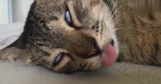 猫一直吐舌头后面死了