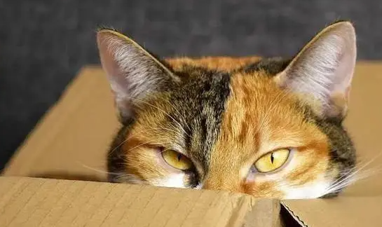 猫咪为什么绝育呢 猫咪为什么绝育呢