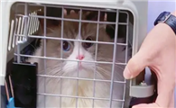 猫咪托运应激怎么办啊