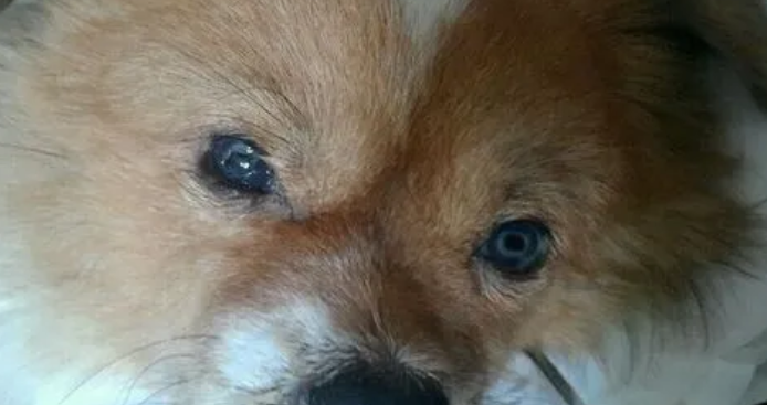 犬瘟狗狗眼睛的变化