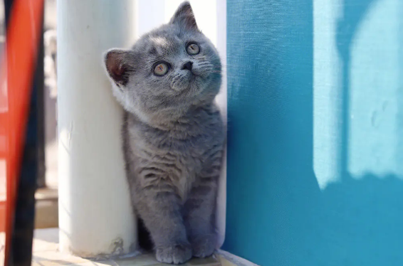 小蓝猫名字可爱洋气 小蓝猫名字可爱洋气