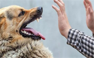 狗抓伤会得狂犬病吗